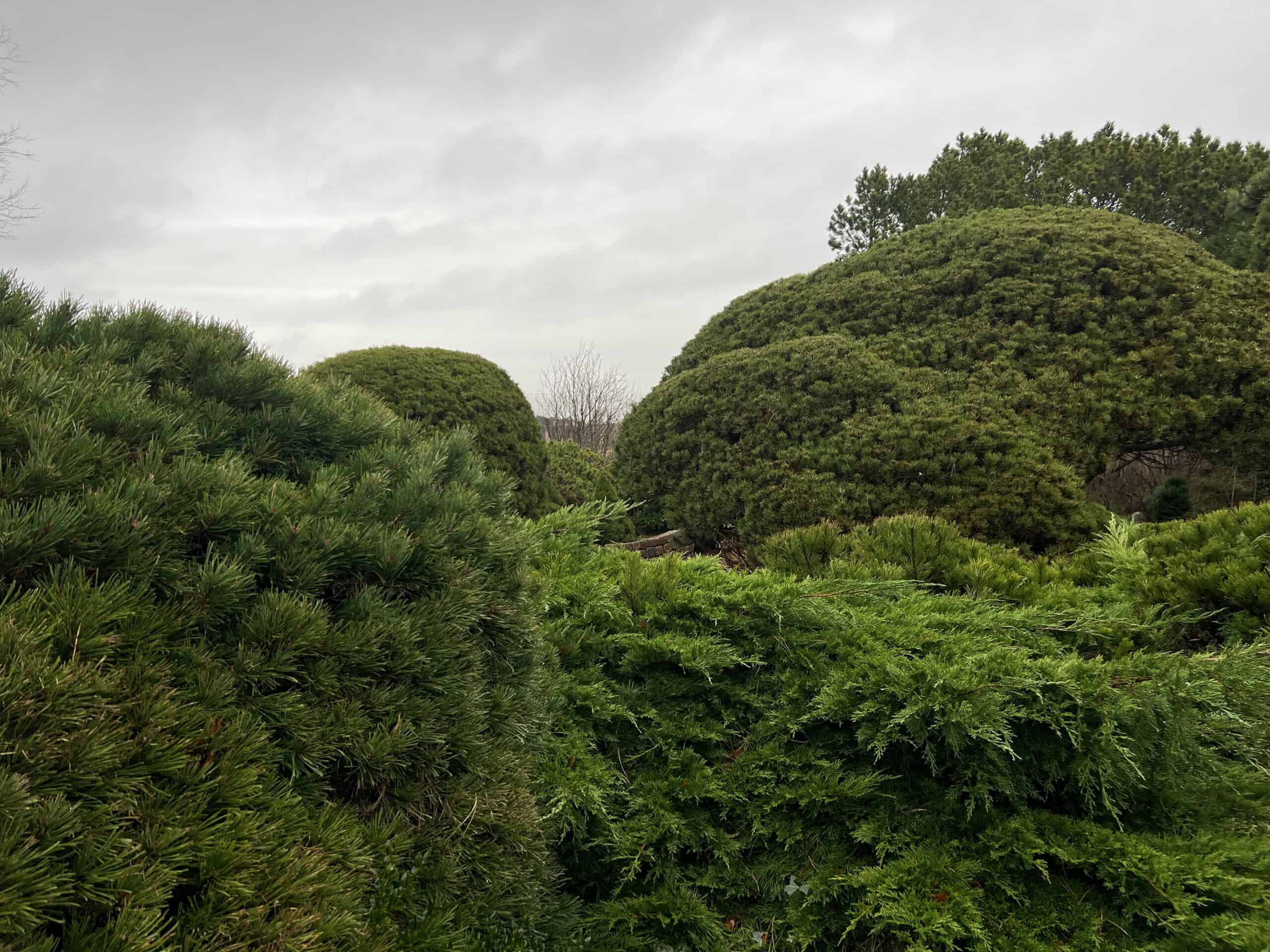 Das Grün der Natur, Sylt Foto: Jens Stallkamp