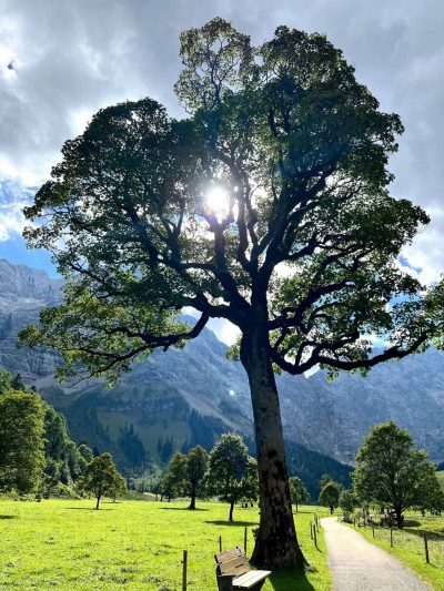 Der Baum des Lebens Foto: Püjan Schuster Der Baum des Lebens Foto: Püjan Schuster